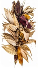 Ornamental Indian Corn Cobs with Dried Husks and Kernel Variations on White