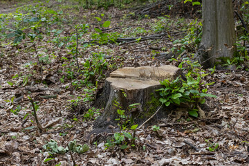 Tree stump surrounded by green vegetation in a wooded area during daylight shows signs of recent logging activity