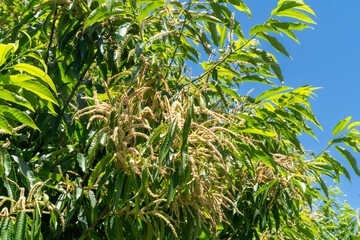 Flowers of Chestnut tree are in bloom  in Nagasaki prefecture, Japan.