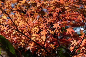 The autumn leaves at the castle-ruins park have turned red in Sakura City, Japan.