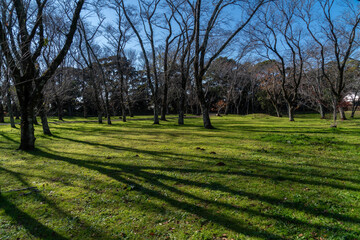 Shadows of the trees are cast on the ground at the castle‑ruins park in Sakura City, Japan.