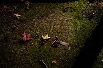 maple leaves have fallen into the moss in park of Fukuoka prefecture, JAPAN.