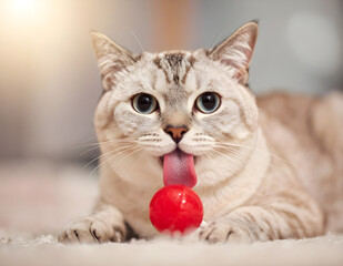 A cute and funny cat licking a red lollipop, showing playful expression and wide eyes. Great for candy, humor, and adorable animal themed projects.