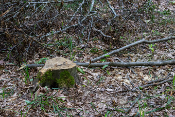 Stump in a forest clearing surrounded by fallen branches and dried leaves after tree removal