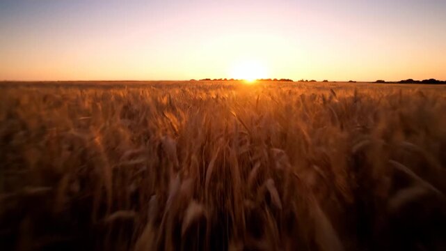 A vast, empty golden field of swaying wheat sways gently in the evening breeze at dusk, captured with a cinematic handheld tracking shot environment, nostalgia, commercial