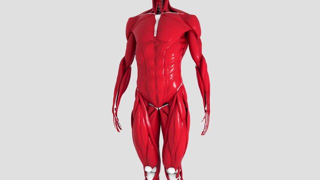 3D rendering of fat melting over the muscular system