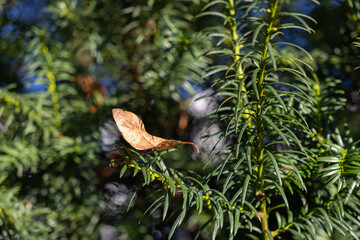 Fototapeta premium A solitary dry brown leaf rests prominently on vibrant green evergreen pine needles, highlighting the beautiful contrast of seasonal change in nature