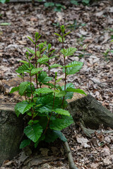 Young green leaves emerging from a tree stump in a wooded area during springtime in a natural landscape