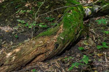 Moss-covered fallen log in a dense forest with green foliage and rich soil illuminated by soft sunlight