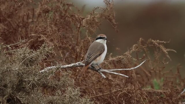 An extremely rare Red-tailed Shrike, Lanius phoenicuroides, hunting for food perching on a gorse bush.