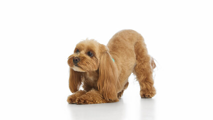 Cute Maltipoo dog stretching playfully in bow position. Concept of curiosity, readiness, and energy for animal communication, obedience, and lifestyle advertising.