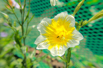 yellow flower on green background