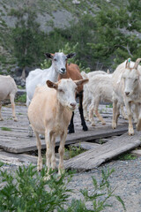 Goats on Wooden Bridge