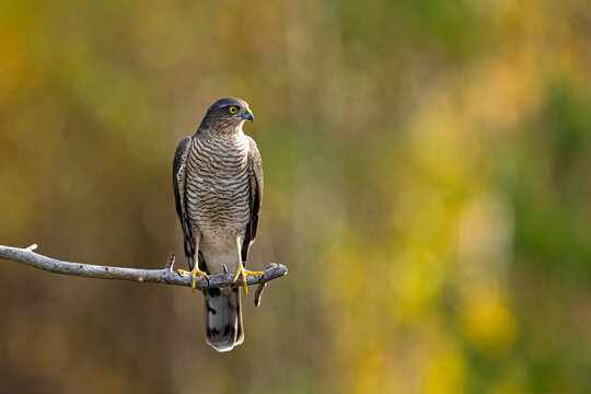 Eurasian sparrowhawk perched on a branch with autumn-colored background