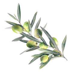 Olive branch with green ripe berries on an isolated background. Hand-drawn watercolor illustration. Mediterranean food, berries, and fruits. Olive oil for a vegetarian recipe. Menu decoration clipart.