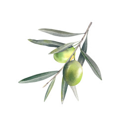 Olive branch with green ripe berries on an isolated background. Hand-drawn watercolor illustration. Mediterranean food, berries, and fruits. Olive oil for a vegetarian recipe. Menu decoration clipart.