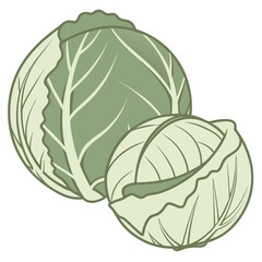 Fototapeta premium Fresh cabbage illustration on white background
