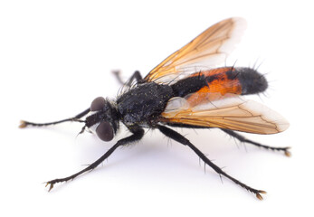 Tachinid fly with orange abdomen isolated on white background