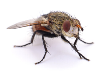 Tachinid fly close up isolated on white background