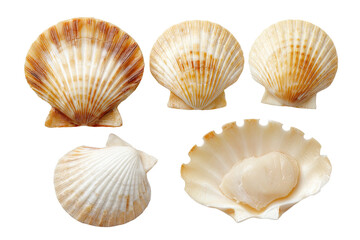 Obraz premium Close-up of five scallop shells, varying in orientation and coloration