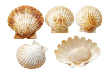 Close-up of five scallop shells, varying in orientation and coloration
