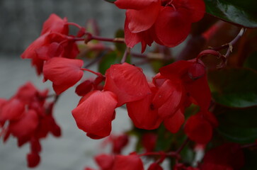 It's photo of Red Begonia flower. It is the close up view of blooming pink flower in garden. It's view of begonia flower bed