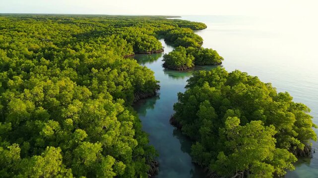 Aerial drone view slowly panning across a lush green mangrove forest coastline, revealing unique natural patterns and textures water, tropical, lush green mangrove forest