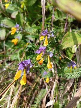 Hain-Wachtelweizen, gelbe Bl&uuml;ten, violette Hochbl&auml;tter