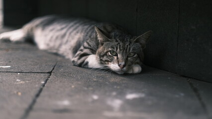 A striped tabby cat with captivating green eyes rests calmly on a dark, textured tiled surface,...