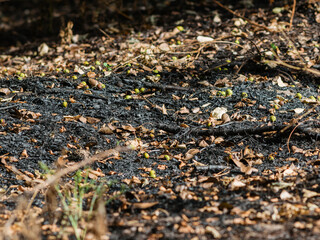 Close-up of charred branches, fallen fruits, and scorched grass after a forest fire