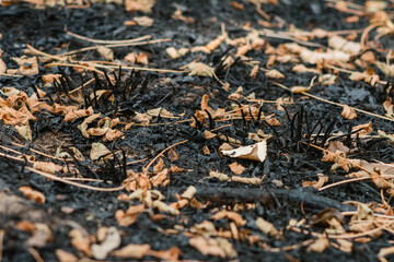 Close-up of charred branches, fallen dry leaves, and scorched grass after a forest fire