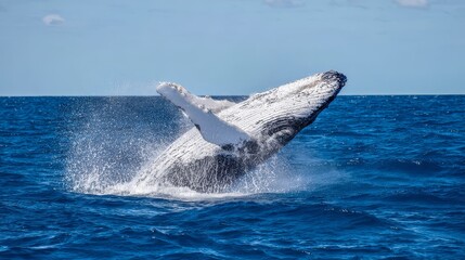 Fototapeta premium Majestic whale breaching ocean surface with dramatic splash, symbol of marine wildlife conservation and power of nature in open sea