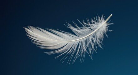 Delicate white feather isolated against a dark blue background