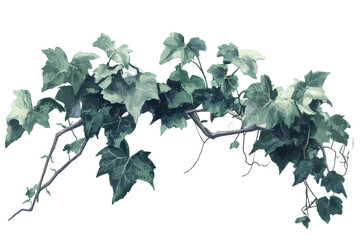 Naklejka premium Green grapevine plant with leaves isolated on transparent background. Grape ivy plant on a isolated white background.