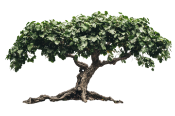 Mature deciduous tree with gnarled trunk and lush green foliage isolated on transparent background.