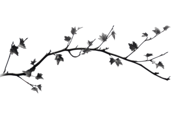 Delicate branch with small leaves isolated on transparent background. ivy branch isolated on white background.
