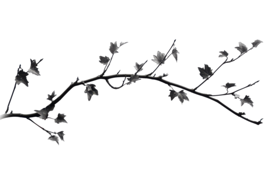Delicate branch with small leaves isolated on transparent background. ivy branch isolated on white background.