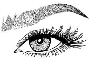 Fototapeta premium Illustration with woman's eye, eyelashes and eyebrow. Makeup Look. Tattoo design. Logo for brow bar or lash salon.