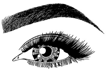 Illustration with woman's eye, eyelashes and eyebrow. Makeup Look. Tattoo design. Logo for brow bar or lash salon.