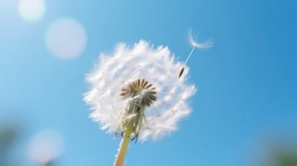  a white dandelion with its stem and seeds blowing in the wind against a bright blue sky