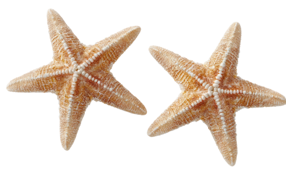 Two light brown starfish, detailed, top view