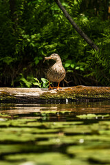 Female Mallard Resting on a Fallen Tree by a Natural Stream on a Sunny Summer Day