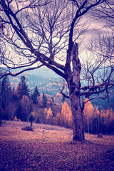 Mystical landscape with a tree that evokes sadness and anxiety (dark forces, Halloween - concept)