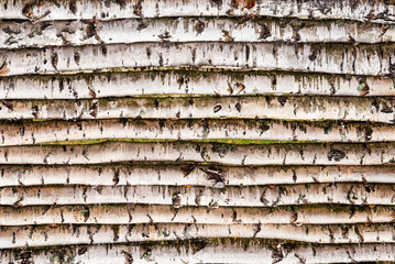 Original background made of birch trunks