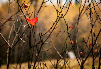 Abstract autumn landscape with a red leaf in the shape of a heart (Valentine's Day, love, divorce - concept)
