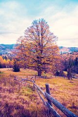 A breathtaking autumn landscape with a large lonely tree with yellow leaves against the backdrop of the Carpathian Mountains.