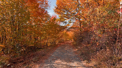 Autumn colored trees and countryside landscape scenery.