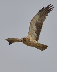 AGUILA CALZADA EN VUELO