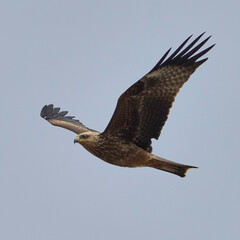 MILANO NEGRO EN VUELO