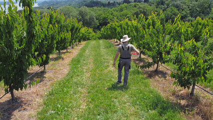 Farmer picking fresh red cherries on a farm.